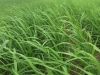 Rice_Farm_Balang_008