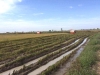FCOP_Rice_Mill_005