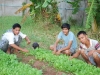 vegetable_gardening05
