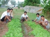 vegetable_gardening06