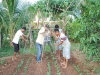 vegetable_gardening10