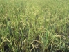 rice_farm_004