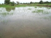 rice_flooding002