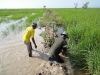rice_flooding005